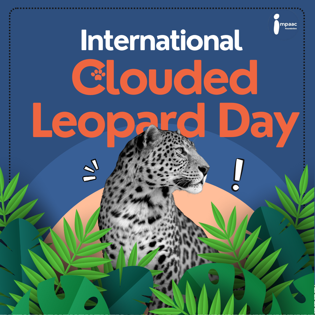 International Clouded Leopard Day: Celebrating and Protecting a Rare ...